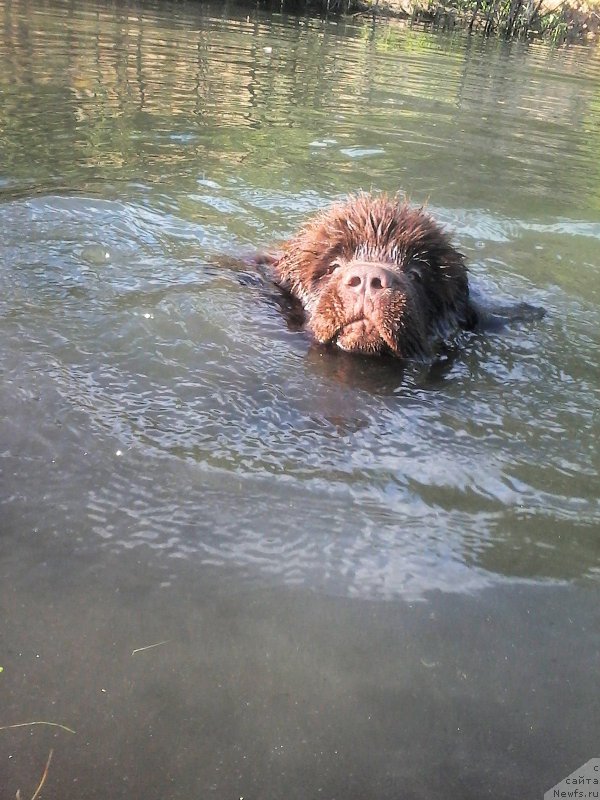 Фото: ньюфаундленд Браунблад МСК Велес Алистер (Brownblood MSK Veles Alister)