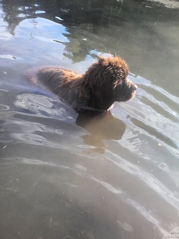 Фото: ньюфаундленд Браунблад МСК Велес Алистер (Brownblood MSK Veles Alister)