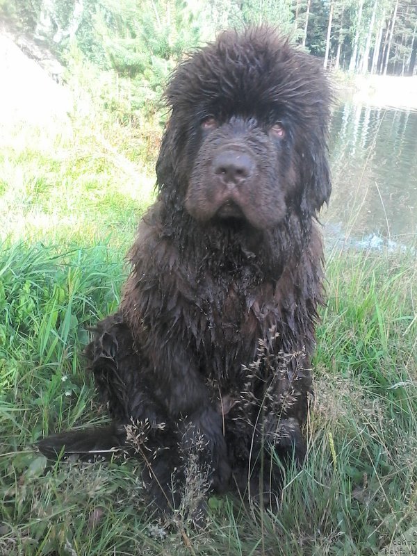 Фото: ньюфаундленд Браунблад МСК Велес Алистер (Brownblood MSK Veles Alister)