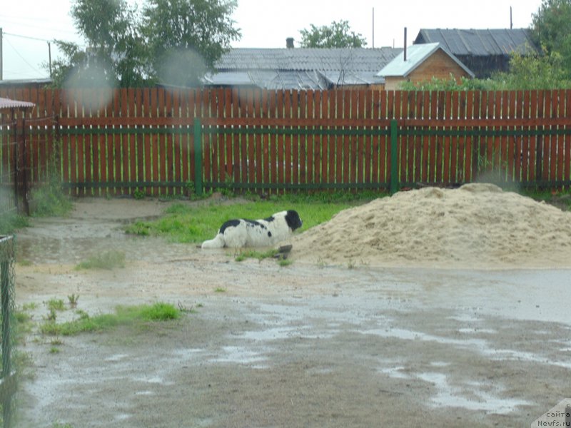Фото: ньюфаундленд Маг Исполин Морская Жемчужина