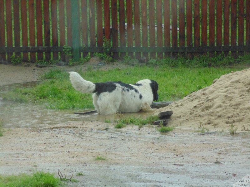 Фото: ньюфаундленд Маг Исполин Морская Жемчужина