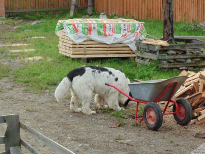 Фото: ньюфаундленд Маг Исполин Морская Жемчужина