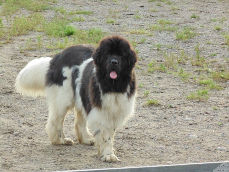 Фотография № 211457