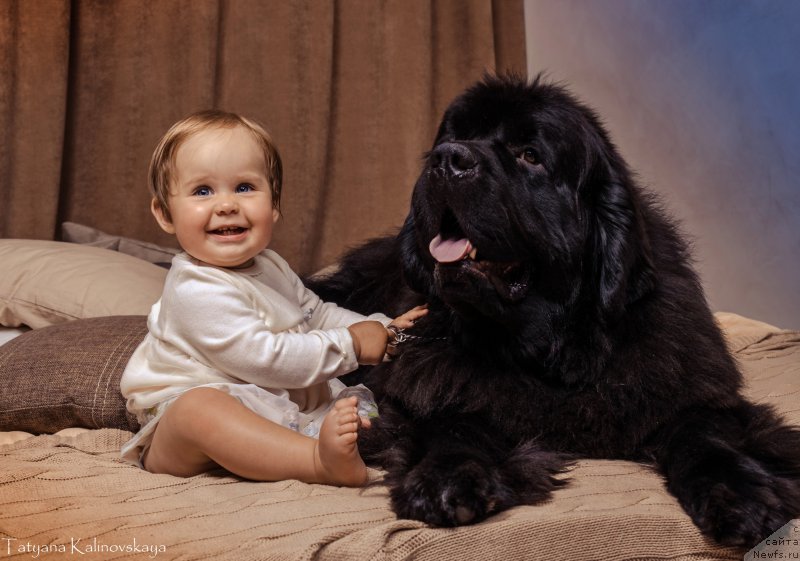 Фото: ньюфаундленд Черная Мафия Муст Хаве (Chernaya Mafia Must Have)