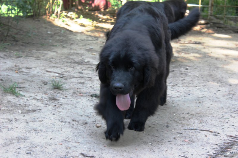 Фото: ньюфаундленд Персея из Антаграда (Perseja is Antagrada)