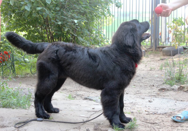 Фото: ньюфаундленд Персея из Антаграда (Perseja is Antagrada)