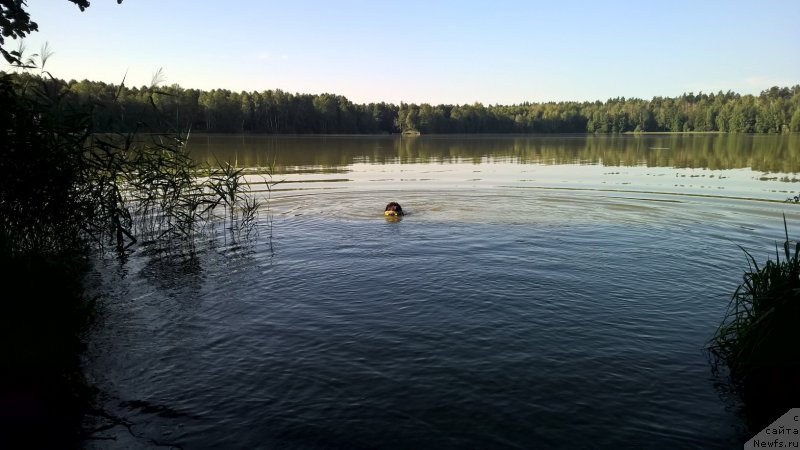 Фото: ньюфаундленд Браунблад МСК Жанара Хайя (Brownblood MSK Zhanara Haya)