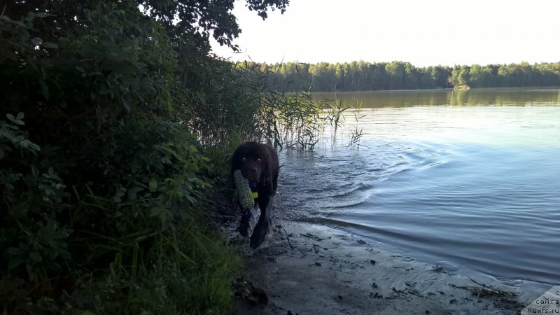 Фото: ньюфаундленд Браунблад МСК Жанара Хайя (Brownblood MSK Zhanara Haya)