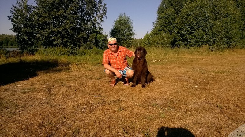 Фото: ньюфаундленд Браунблад МСК Жанара Хайя (Brownblood MSK Zhanara Haya)
