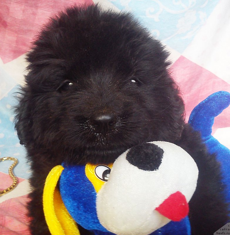 Фото: ньюфаундленд Куитми Ратэмирф Эвора Ми Лав