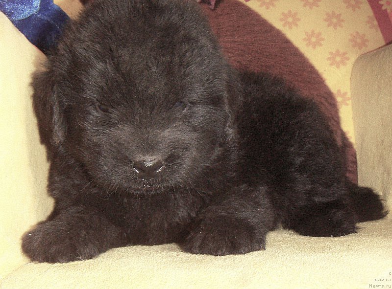 Фото: ньюфаундленд Куитми Ратэмирф Эвора Ми Лав