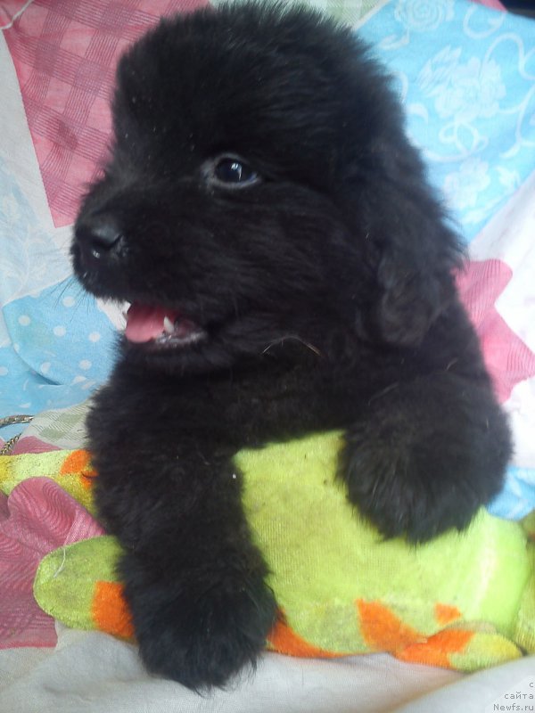 Фото: ньюфаундленд Куитми Ратэмирф Элефана Вэльн