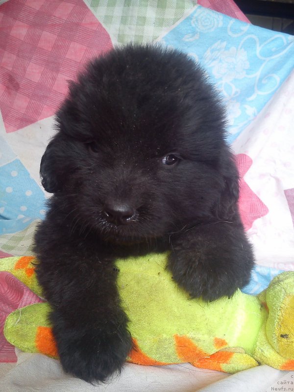 Фото: ньюфаундленд Куитми Ратэмирф Элефана Вэльн