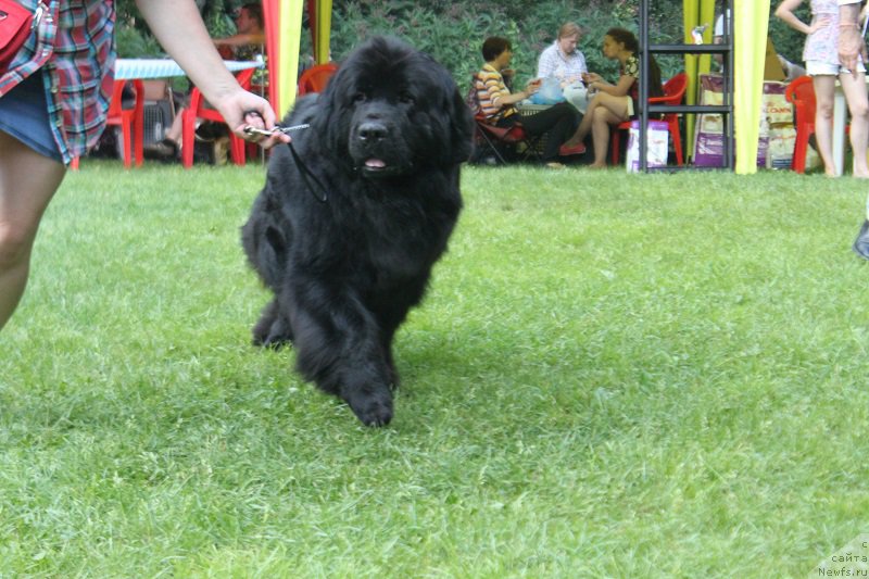 Фото: ньюфаундленд Желанная Моя