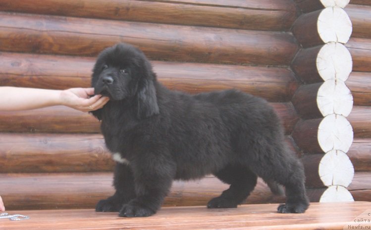 Фотография № 211505