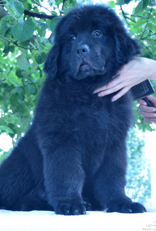 Фотография № 211516