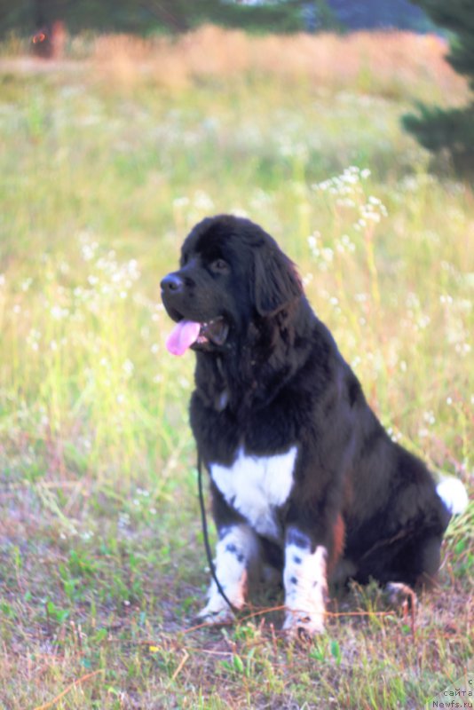 Фото: ньюфаундленд Fabian de Lange Super Mishka