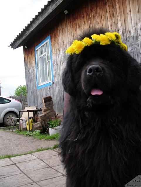 Фото: ньюфаундленд Данс Мемори Фьюджан Риф