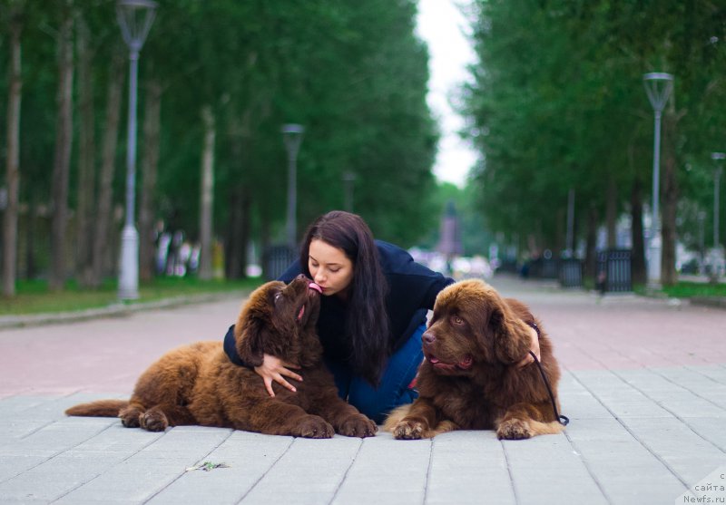 Фото: ньюфаундленд Браунблад МСК Хаким Голд Хайдар (Brownblood MSK Hakim Gold Haydar), ньюфаундленд Браунблад МСК Велес Алистер (Brownblood MSK Veles Alister)