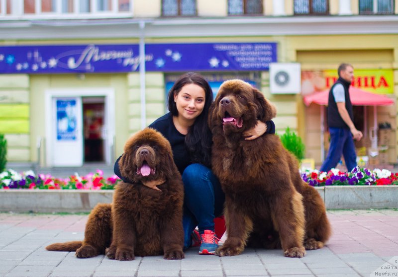 Фото: ньюфаундленд Браунблад МСК Хаким Голд Хайдар (Brownblood MSK Hakim Gold Haydar), ньюфаундленд Браунблад МСК Велес Алистер (Brownblood MSK Veles Alister)