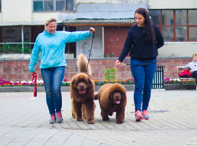 Фото: ньюфаундленд Браунблад МСК Хаким Голд Хайдар (Brownblood MSK Hakim Gold Haydar), ньюфаундленд Браунблад МСК Велес Алистер (Brownblood MSK Veles Alister)