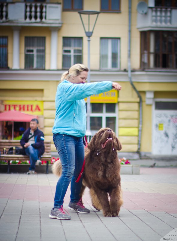 Фото: ньюфаундленд Браунблад МСК Хаким Голд Хайдар (Brownblood MSK Hakim Gold Haydar)