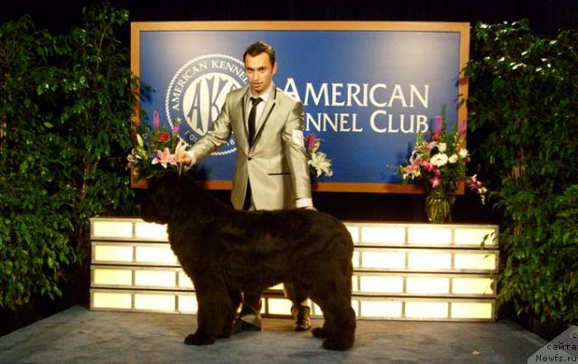 Фото: ньюфаундленд King of Helluland Choose Me