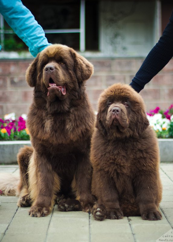 Фото: ньюфаундленд Браунблад МСК Хаким Голд Хайдар (Brownblood MSK Hakim Gold Haydar), ньюфаундленд Браунблад МСК Велес Алистер (Brownblood MSK Veles Alister)