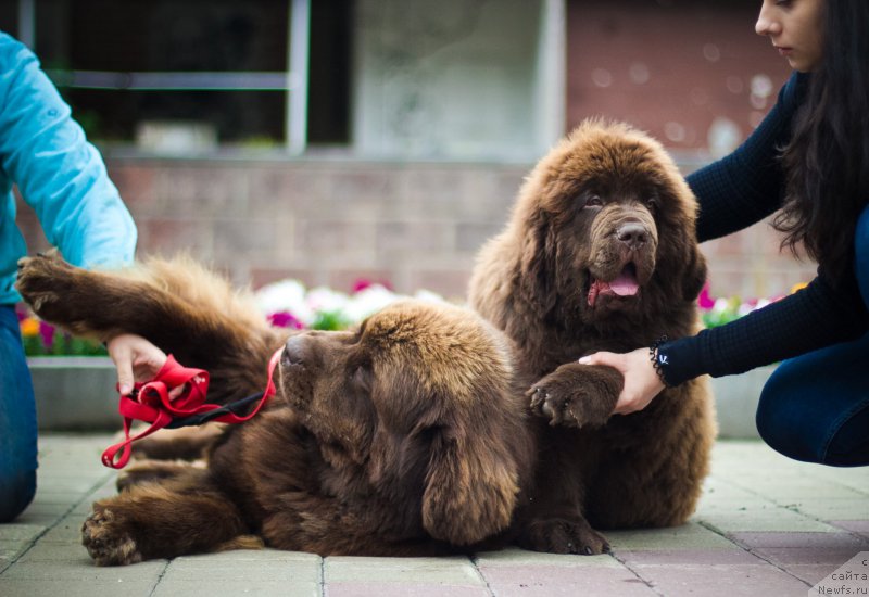 Фото: ньюфаундленд Браунблад МСК Хаким Голд Хайдар (Brownblood MSK Hakim Gold Haydar), ньюфаундленд Браунблад МСК Велес Алистер (Brownblood MSK Veles Alister)