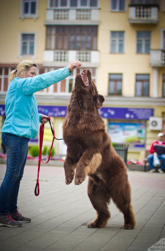 Фото: ньюфаундленд Браунблад МСК Хаким Голд Хайдар (Brownblood MSK Hakim Gold Haydar)