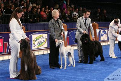 Фото: ньюфаундленд King of Helluland Choose Me