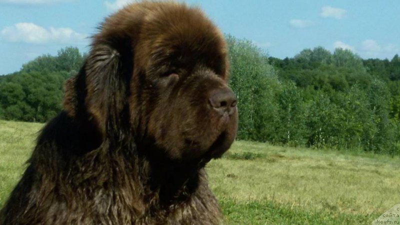 Фото: ньюфаундленд Ermak Tsarevich Super Mishka