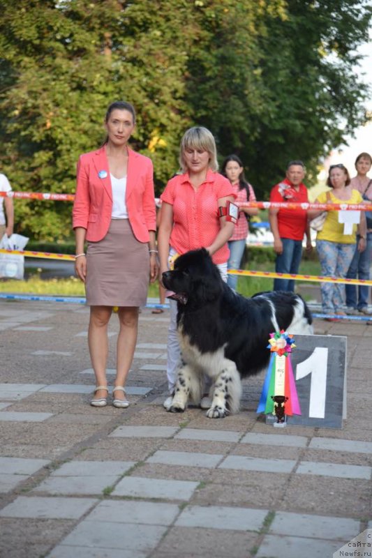 Фото: ньюфаундленд Плюшевая Панда Ферреро Ронд Нуар (Plushevaya Panda Ferrero Rond Noir)