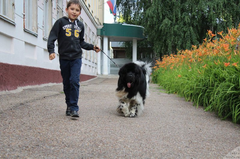 Фото: ньюфаундленд Плюшевая Панда Ферреро Ронд Нуар (Plushevaya Panda Ferrero Rond Noir)