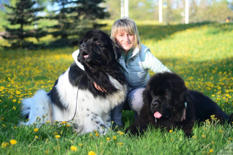 Фото: ньюфаундленд Плюшевая Панда Ферреро Ронд Нуар (Plushevaya Panda Ferrero Rond Noir), ньюфаундленд Ричманд Блак Диамонд (Richmand Black Diamond)