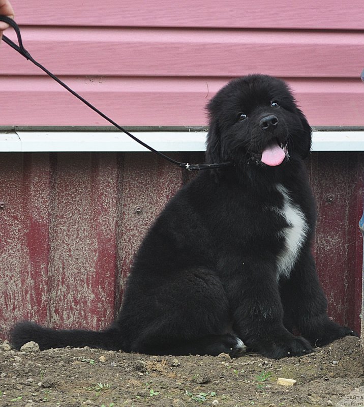 Фотография № 211573