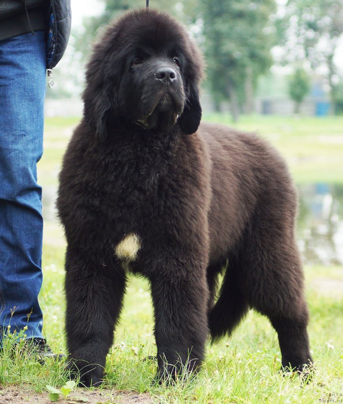 Фотография № 211582