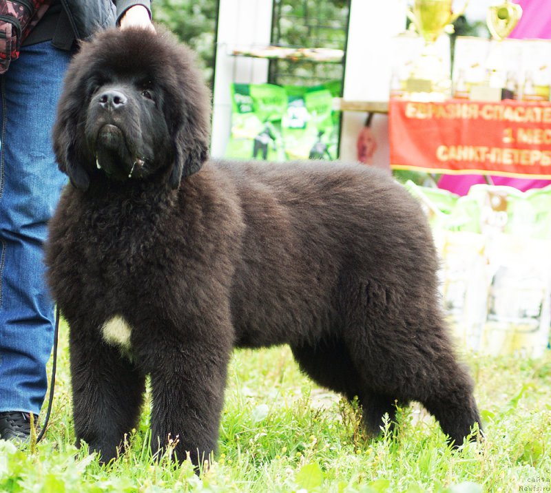 Фотография № 211583