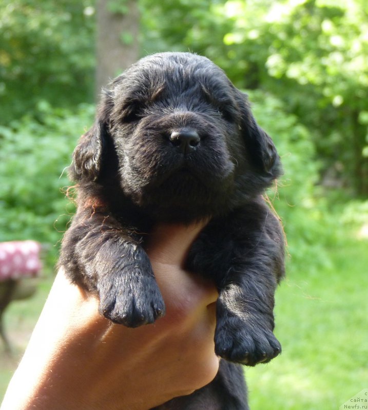 Фото: ньюфаундленд Смигар Воут фо ми (Smigar Vote for Me)