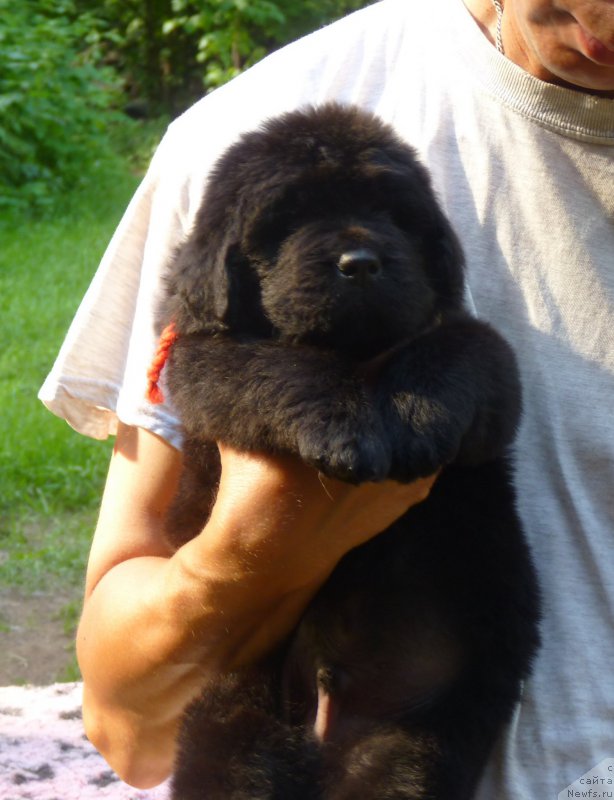 Фото: ньюфаундленд Смигар Воут фо ми (Smigar Vote for Me)