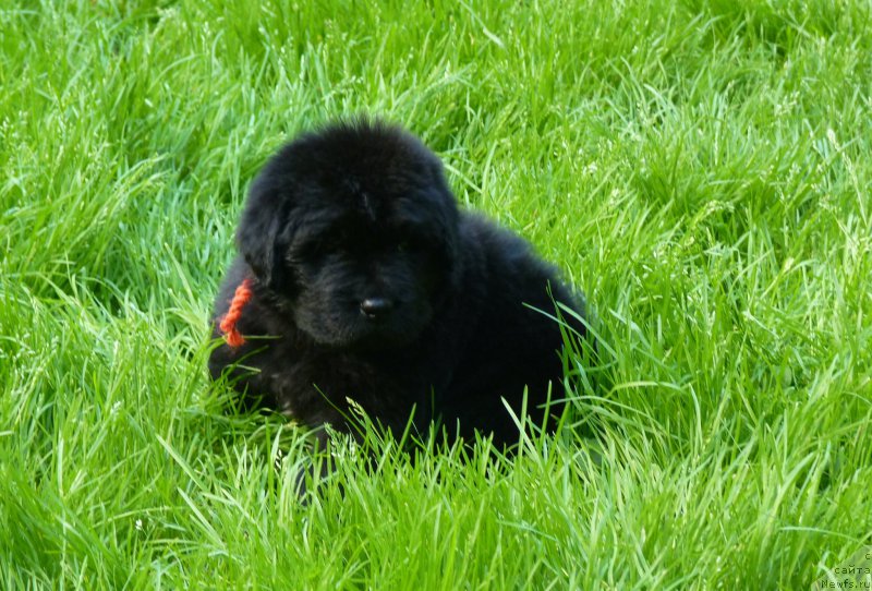 Фото: ньюфаундленд Смигар Воут фо ми (Smigar Vote for Me)