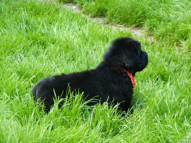 Фото: ньюфаундленд Смигар Воут фо ми (Smigar Vote for Me)