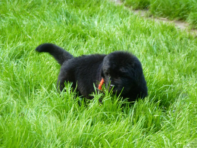 Фото: ньюфаундленд Смигар Воут фо ми (Smigar Vote for Me)