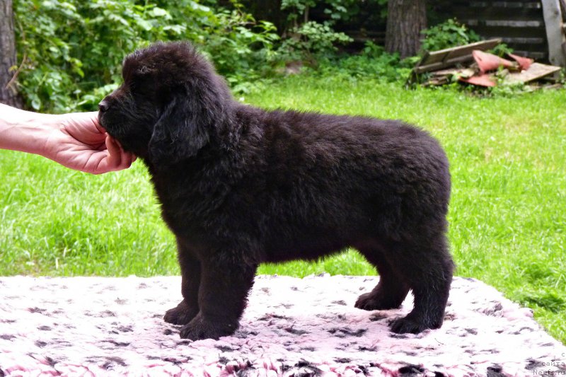 Фото: ньюфаундленд Смигар Воут фо ми (Smigar Vote for Me)