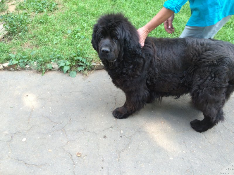 Фото: ньюфаундленд Pacula Almas-Alana