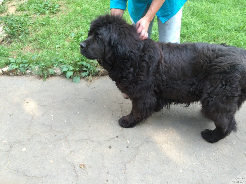 Фото: ньюфаундленд Pacula Almas-Alana