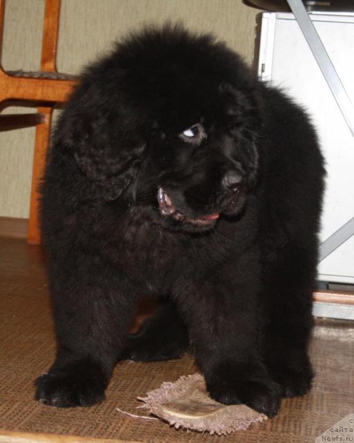 Фото: ньюфаундленд Пчёлкин Дом Восторг Души (Pchiolkin Dom Vostorg Dushi)