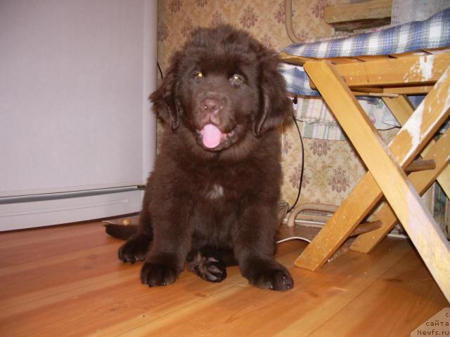 Фото: ньюфаундленд Красота Чистого Золота