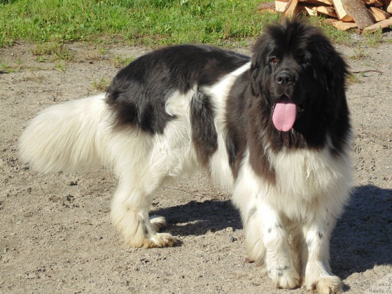 Фото: ньюфаундленд Супер Бизон Мелодия