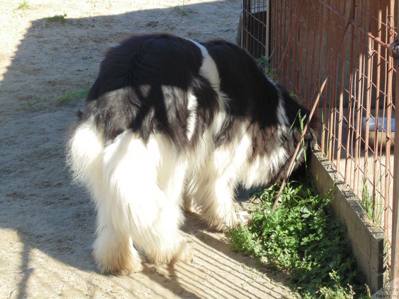 Фото: ньюфаундленд Супер Бизон Мелодия